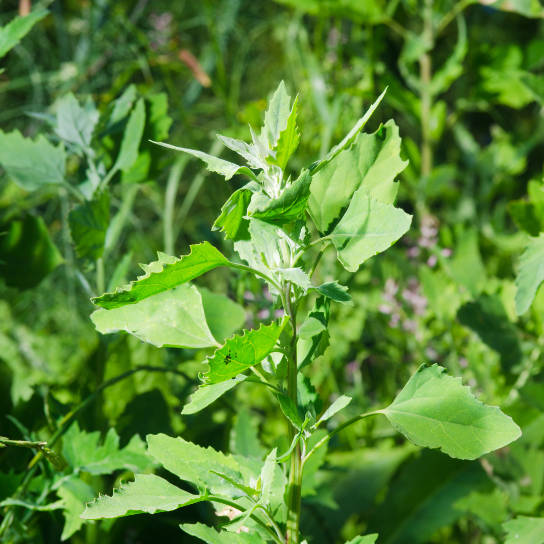 Jilmil (জিলমিল)